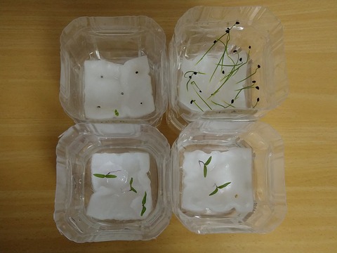 image-Plastic-bottle-hydroponic-cultivation_1123_2