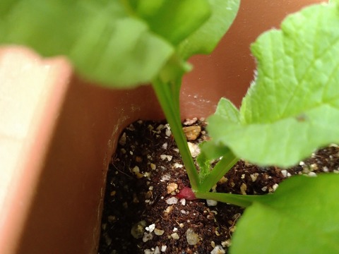 image-Home-Garden-Challenge-Radish_0428_2