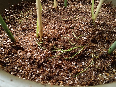 image-Home-Garden-Challenge-Replanting_5