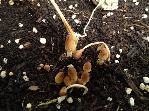 image-Mushrooms-have-started-growing_2