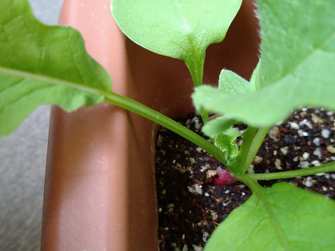 image-Home-Garden-Challenge-Radish_0429_3