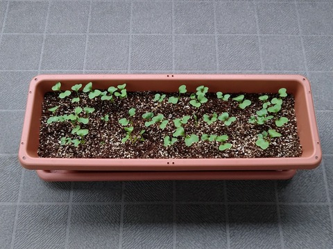 image-Home-Garden-Challenge-Radish_0413_1
