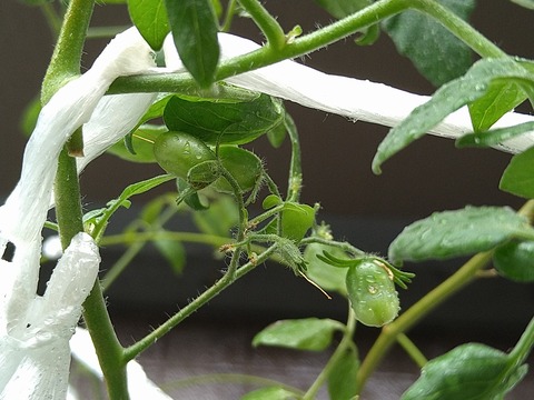 image-Home-Garden-Challenge-Cucumber_1005_2