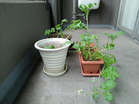 image-Home-Garden-Challenge-Radish_0614_3