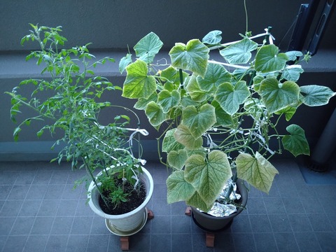 image-Home-Garden-Challenge-Cucumber_0909_1