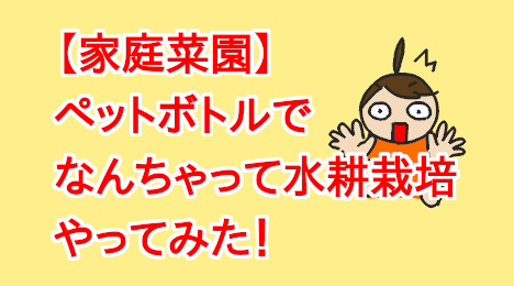 blog-title-I-tried-hydroponic-cultivation-in-plastic-bottles