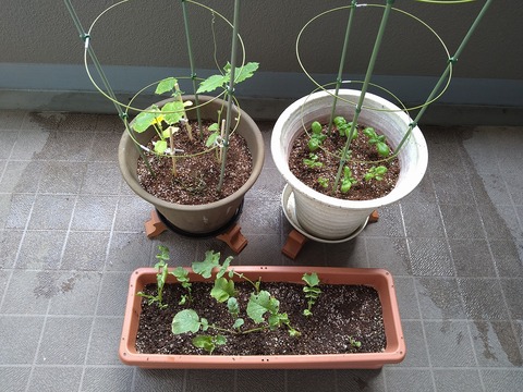 image-Home-Garden-Challenge-Radish_0627_1