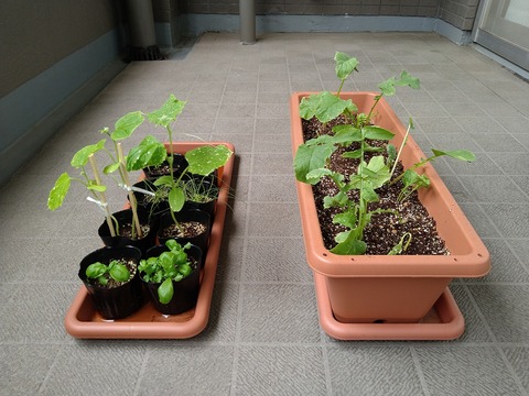 image-Home-Garden-Challenge-Radish_0622_2
