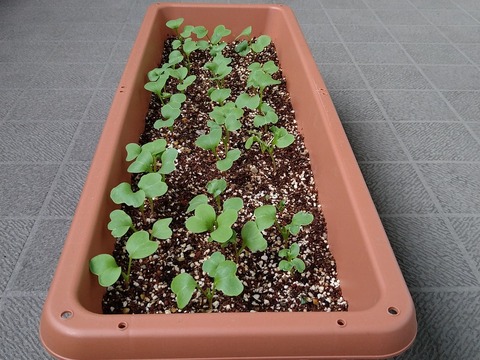 image-Home-Garden-Challenge-Radish_0413_4