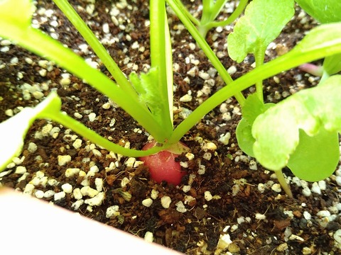 image-Home-Garden-Challenge-Radish_0504_2