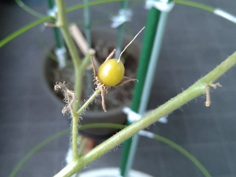 image-Home-Garden-Challenge-Cucumber_1028_2