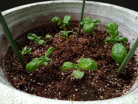 image-Home-Garden-Challenge-Replanting_6