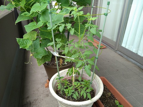 image-Home-Garden-Challenge-Cucumber_0813_2