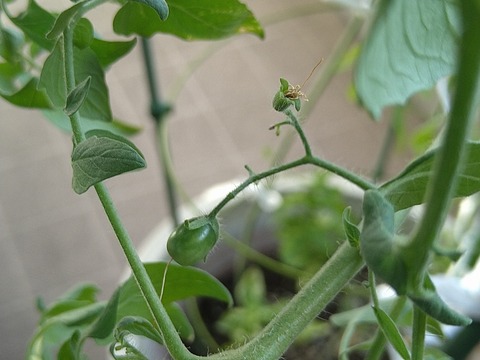 image-Home-Garden-Challenge-Cucumber_0927_3