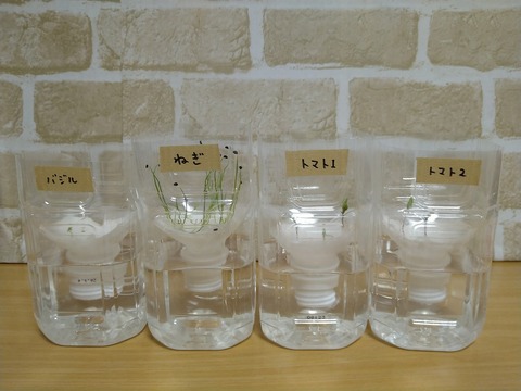 image-Plastic-bottle-hydroponic-cultivation_1126_1