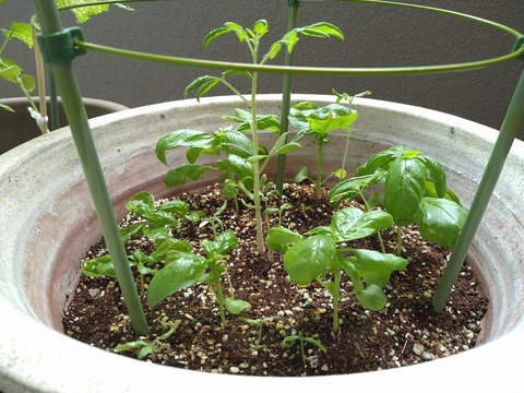 image-Home-Garden-Challenge-Cucumber_0710_2
