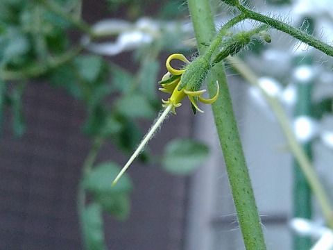 image-Home-Garden-Challenge-Cucumber_1002_2