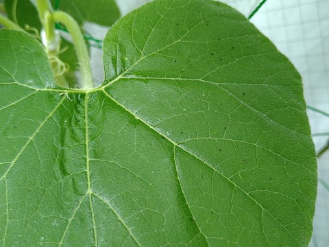 image-A-green-caterpillar-has-appeared-again_1
