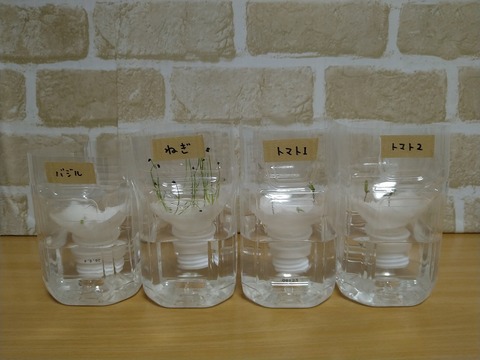 image-Plastic-bottle-hydroponic-cultivation_1120_1