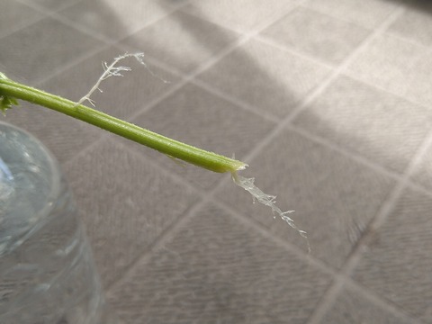 image-Home-Garden-Challenge-Cucumber_0924_5