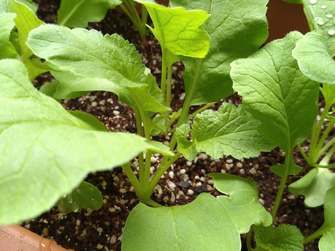 image-Home-Garden-Challenge-Radish_0425_4
