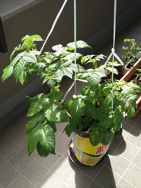 image-Home-gardening-challenge-Potatoes_0426_1