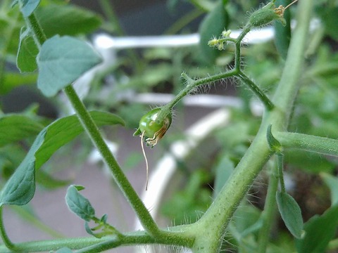 image-Home-Garden-Challenge-Cucumber_0918_3