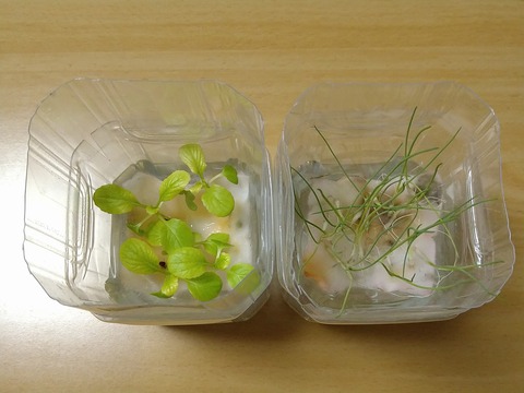 image-Plastic-bottle-hydroponic-cultivation_0119_2