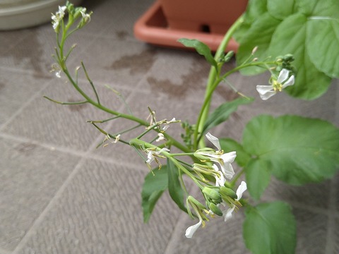 image-Home-Garden-Challenge-Radish_0612_3