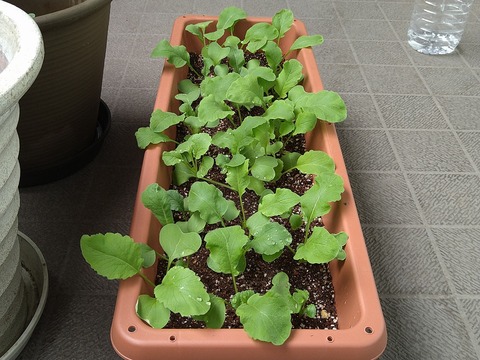 image-Home-Garden-Challenge-Radish_0423_5