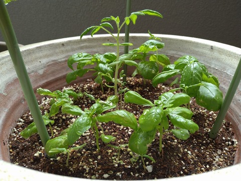 image-Home-Garden-Challenge-Cucumber_0708_2