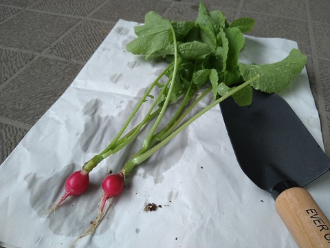 image-Home-Garden-Challenge-Radish_0609_2