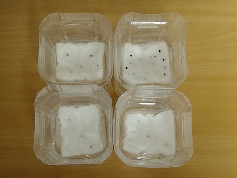 image-Plastic-bottle-hydroponic-cultivation_1109_1