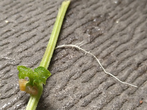 image-Home-Garden-Challenge-Cucumber_0928_5