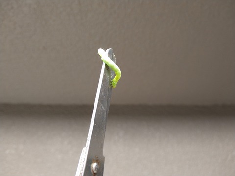 image-Home-Garden-Challenge-Cucumber_1020_4