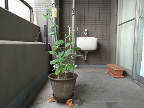 image-Home-Garden-Challenge-Cucumber_0712_6