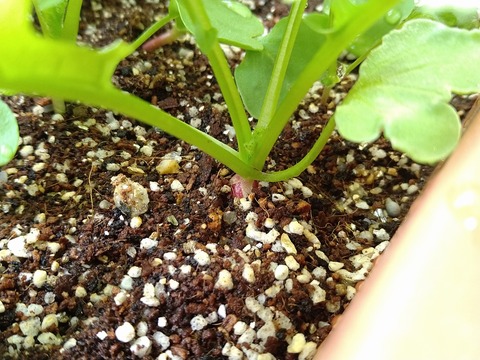 image-Home-Garden-Challenge-Radish_0430_3