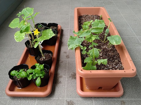 image-Home-Garden-Challenge-Radish_0625_5