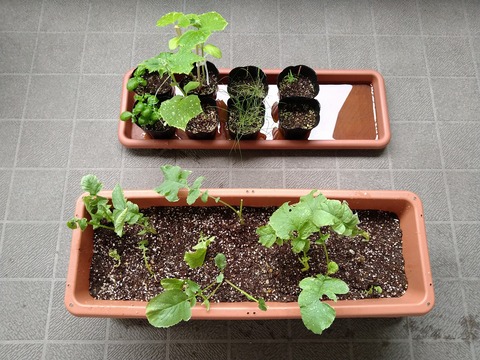 image-Home-Garden-Challenge-Radish_0623_1