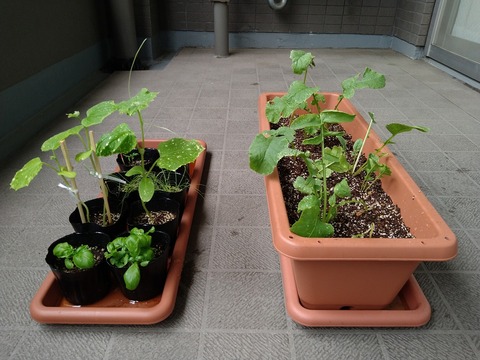 image-Home-Garden-Challenge-Radish_0623_3