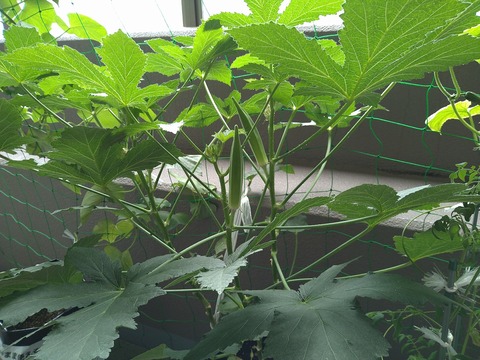 image-I-was-able-to-harvest-some-okra_1