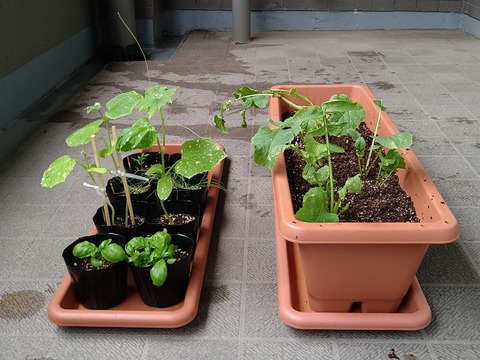 image-Home-Garden-Challenge-Radish_0624_5