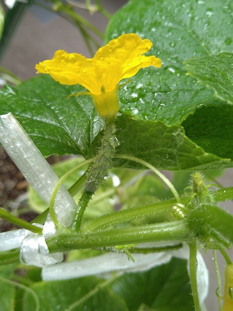image-Home-Garden-Challenge-Cucumber_1001_3