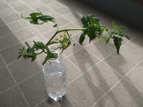 image-Home-Garden-Challenge-Cucumber_1010_4