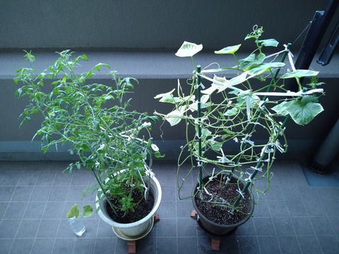 image-Home-Garden-Challenge-Cucumber_0916_1