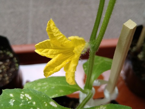 image-Home-Garden-Challenge-cucumber_1