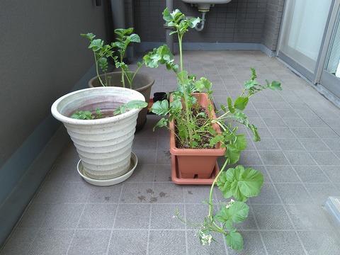 image-Home-Garden-Challenge-Radish_0613_4