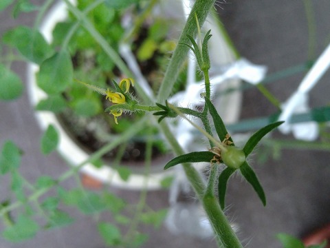 image-Home-Garden-Challenge-Cucumber_1003_2