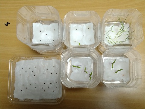 image-Plastic-bottle-hydroponic-cultivation_1128_2