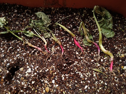 image-Home-Garden-Challenge-Radish_0703_2